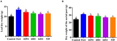 Pseudomonas 42P4 and Cellulosimicrobium 60I1 as a sustainable approach to increase growth, development, and productivity in pepper plants